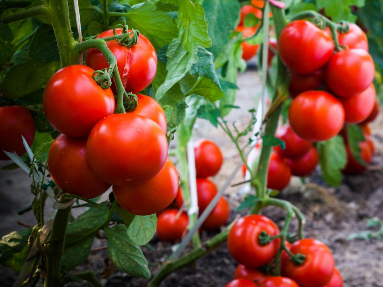 Cà chua - loại thực phẩm vừa làm đẹp cho da vừa chống béo phì và ung thư vú